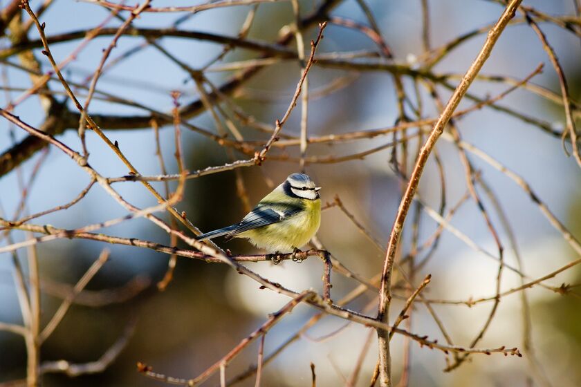 ABC de la biodiversité : opération de comptage des oiseaux les 28 et 29 janvier